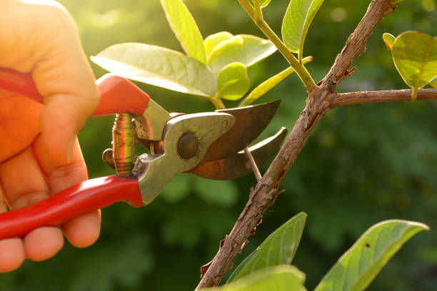 Best Tree Mulching  in Wheatley Heights, NY